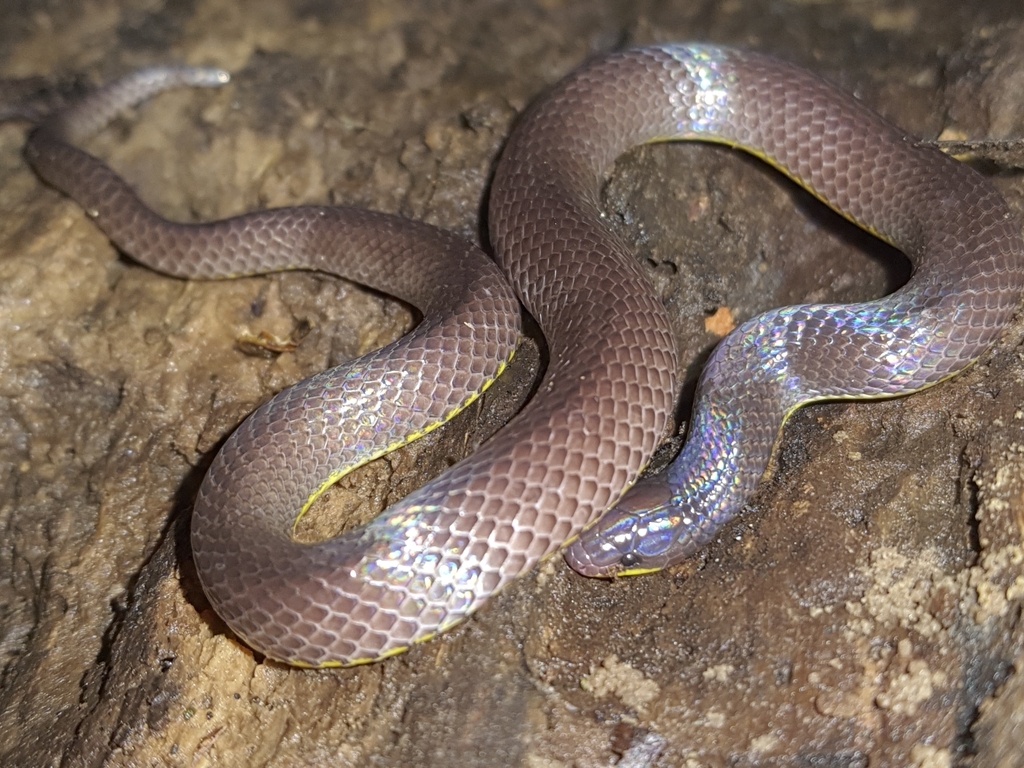 Rosebelly Earth Snake
