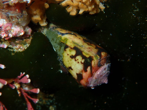 Conus algoensis
