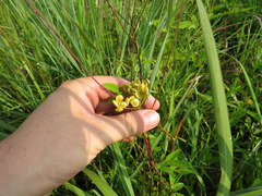 Polytaenia nuttallii