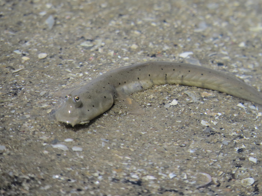 Bearded Goby