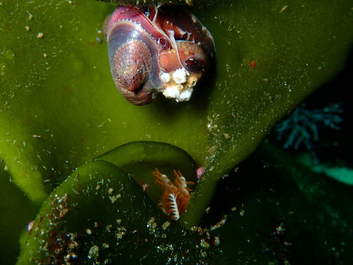 Crepidula complanata