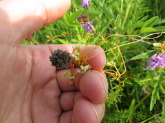 Cuscuta indecora