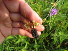 Cuscuta indecora