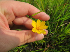 Coreopsis debilis