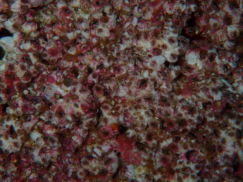 Dodecaceria pulchra