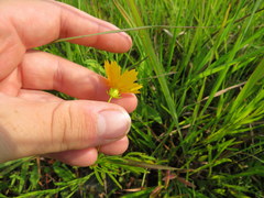 Coreopsis debilis