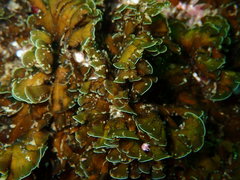 Exallosorus harveyanus