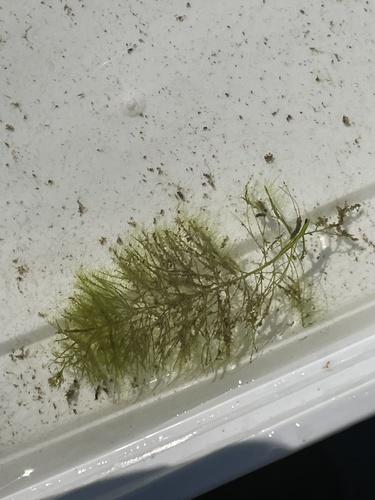Low watermilfoil (Myriophyllum humile)