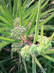Asclepias hirtella