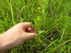 Hypericum sphaerocarpum