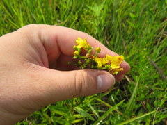 Hypericum sphaerocarpum