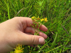 Hypericum sphaerocarpum
