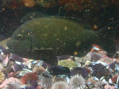 Gymnocrotaphus curvidens