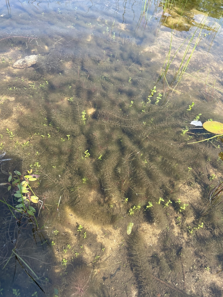 Low Water-milfoil
