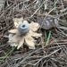 Crowned Earthstar - Photo (c) Wy Wang, some rights reserved (CC BY-NC), uploaded by Wy Wang