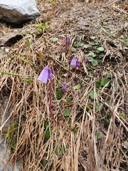Soldanella pusilla