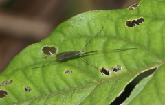 Gonomyia