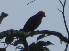 Pityriasis gymnocephala