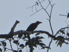 Pityriasis gymnocephala