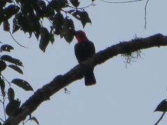 Pityriasis gymnocephala