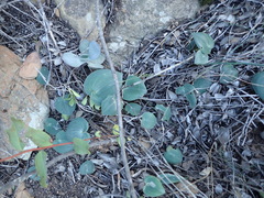 Eriospermum rhizomatum