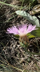 Psephellus marschallianus