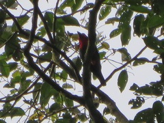 Pityriasis gymnocephala