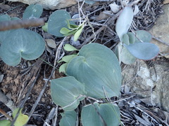 Eriospermum rhizomatum