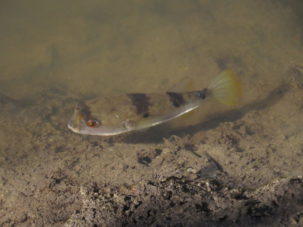 Banded Toadfish