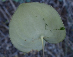 Eriospermum rhizomatum