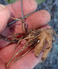 Eriospermum rhizomatum