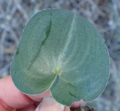 Eriospermum rhizomatum