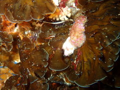 Exallosorus harveyanus