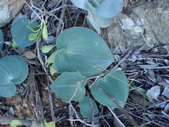 Eriospermum rhizomatum