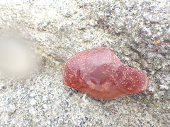 Atergatis integerrimus