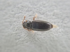 Telmatophilus typhae