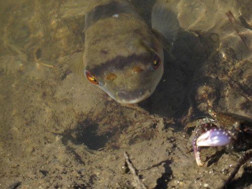 Banded toadfish (Marilyna pleurosticta) — Tetraodontidae — 4