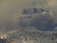 Marilyna pleurosticta