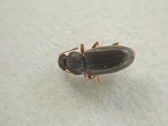 Telmatophilus typhae