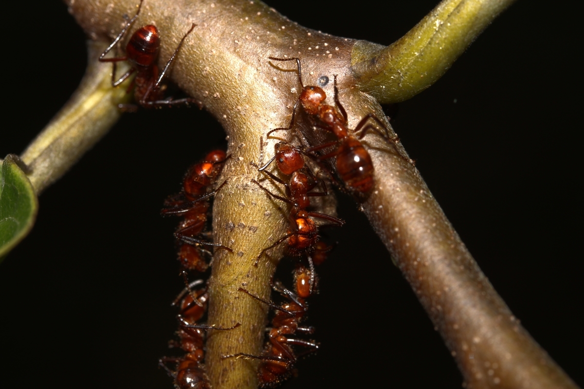Dolichoderus abruptus