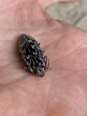 Chalcophora angulicollis
