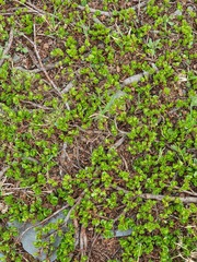 Salix herbacea