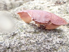 Atergatis integerrimus