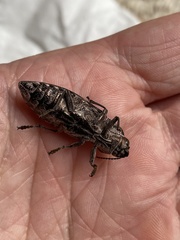 Chalcophora angulicollis