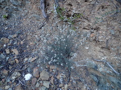 Eriocephalus brevifolius