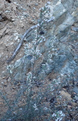 Eriocephalus brevifolius