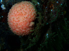 Gynandrocarpa placenta