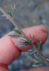 Eriocephalus brevifolius