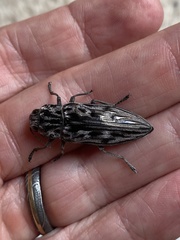Chalcophora angulicollis