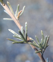 Eriocephalus brevifolius